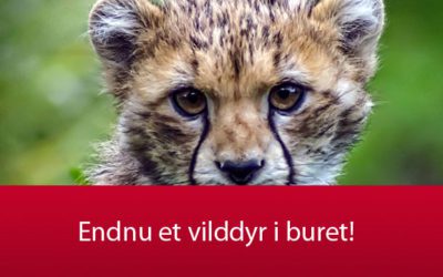 Endnu et vilddyr i buret
